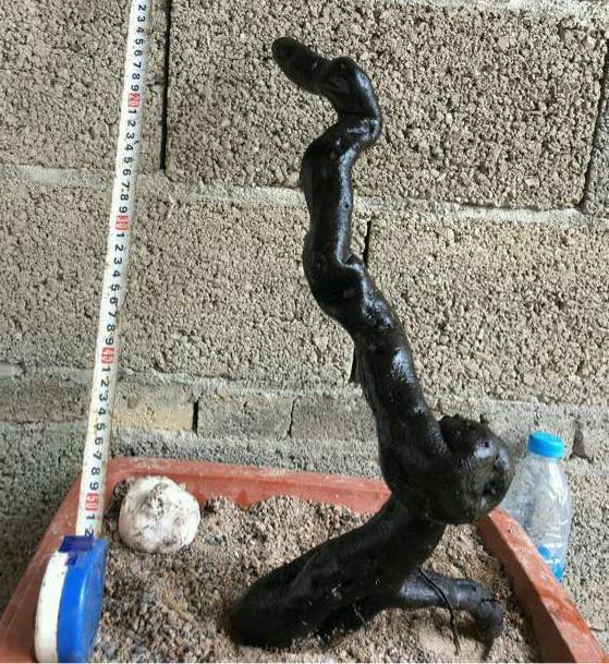 老鸦柿下山桩生桩什么时候来芽