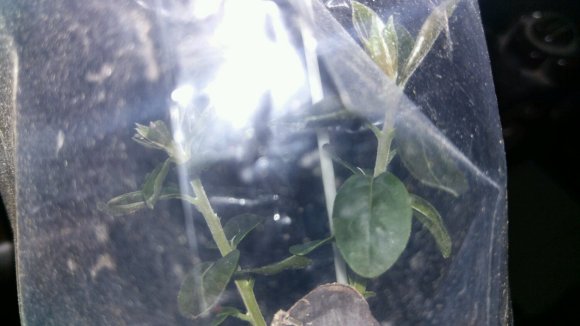 金弹子下山桩生桩发芽长枝后怎么造型