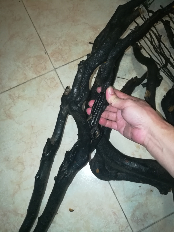 金弹子下山桩生桩栽下去后发芽了