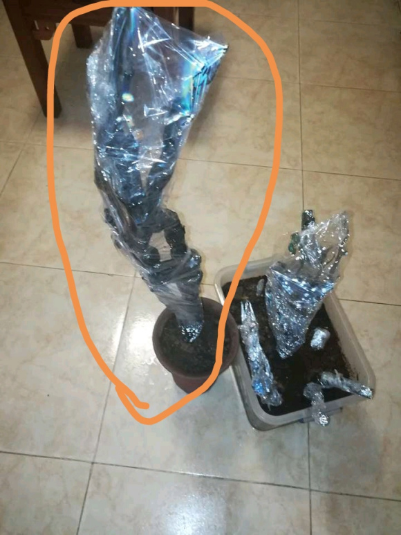 金弹子下山桩生桩栽下去后发芽了