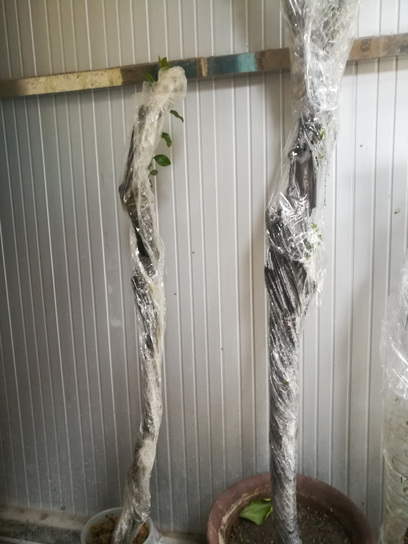 金弹子下山桩生桩栽下去后发芽了