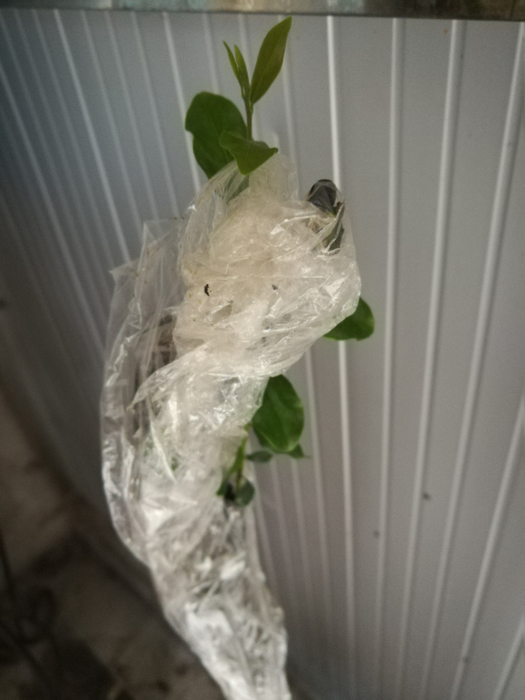 金弹子下山桩生桩栽下去后发芽了