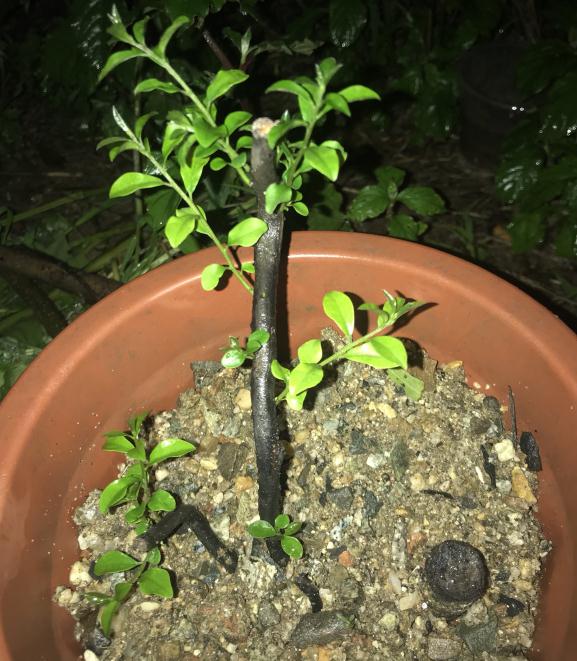 在工地栽了几颗金弹子下山桩生桩