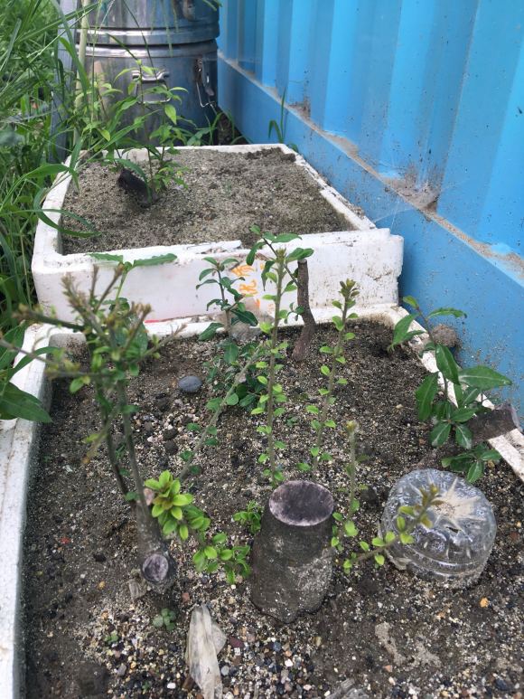 在工地栽了几颗金弹子下山桩生桩