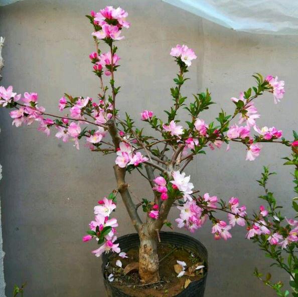 海棠下山桩新枝要打顶吗