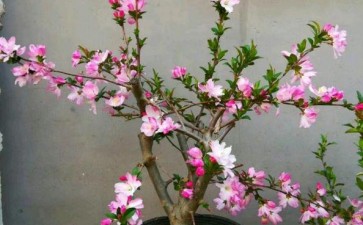 海棠下山桩新枝要打顶吗 怎么办 图片