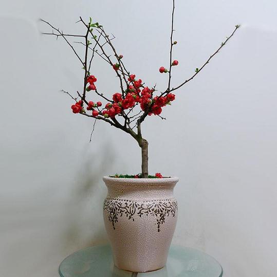 海棠下山桩新枝要打顶吗 怎么办 图片