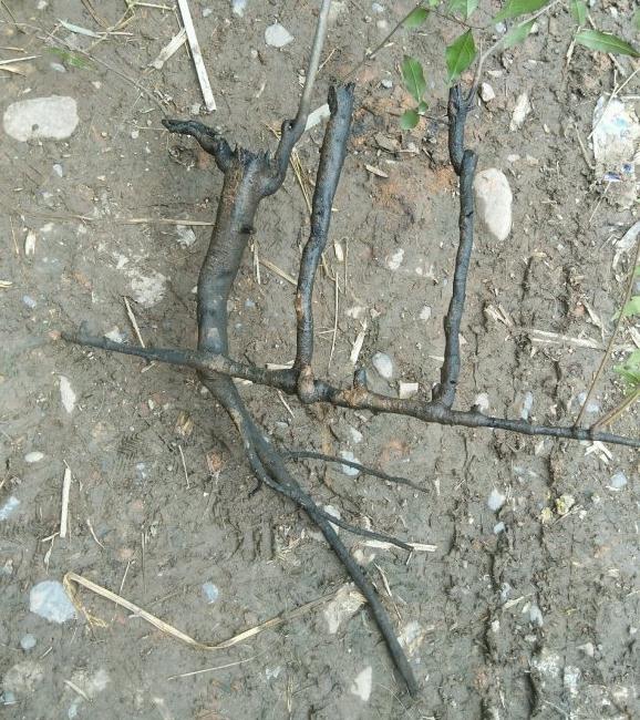 为什么金弹子下山桩不发芽