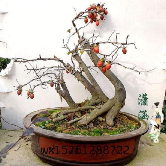 老鸦柿下山桩4个 现在就一个母桩发芽