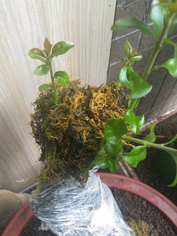 下山桩桩发芽一般在夏天是比较好的