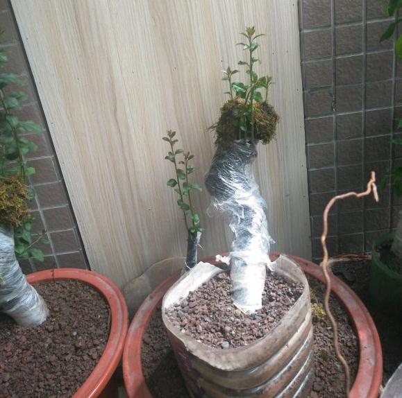 下山桩桩发芽一般在夏天是比较好的