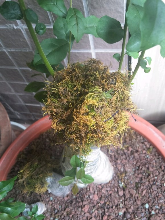 下山桩桩发芽一般在夏天是比较好的