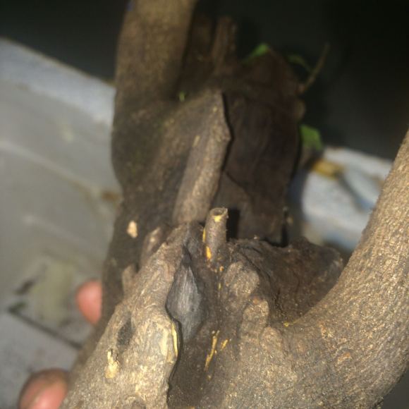 家里没有1个金弹子下山桩生桩发芽