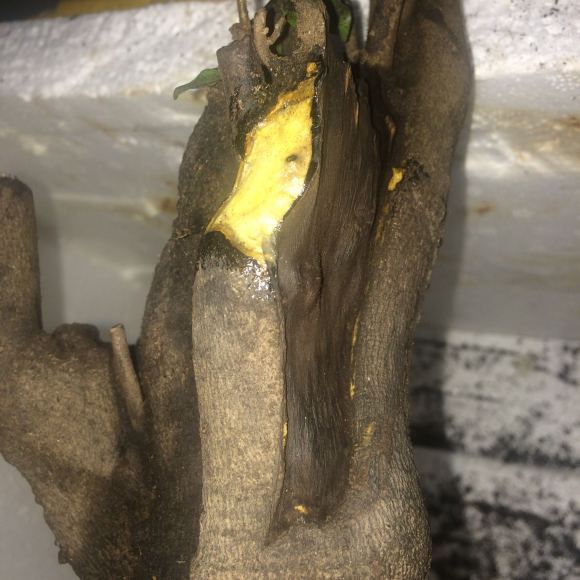 家里没有1个金弹子下山桩生桩发芽