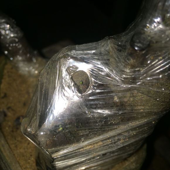 家里没有1个金弹子下山桩生桩发芽