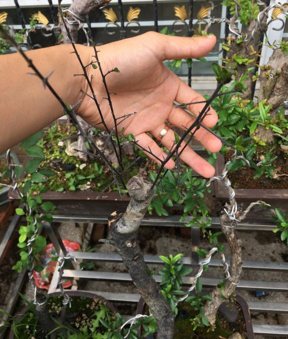 老鸦柿下山桩生桩发芽后