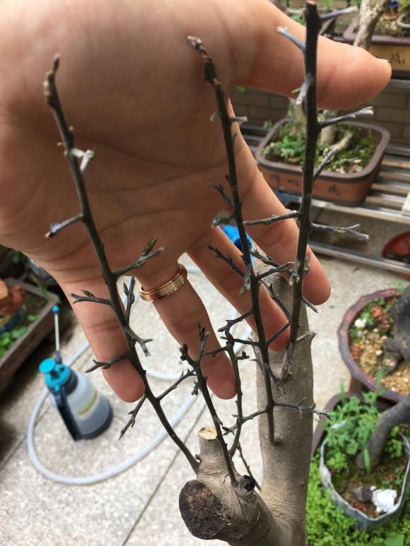 老鸦柿下山桩生桩发芽后