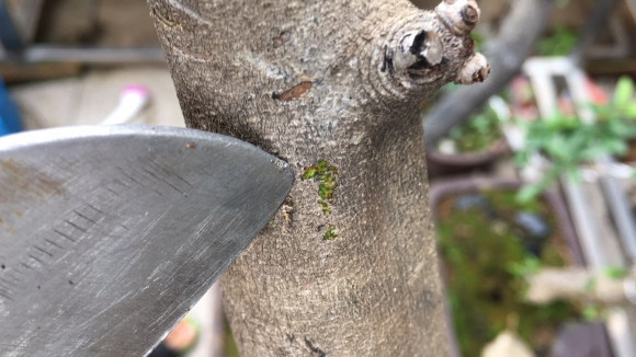 老鸦柿下山桩生桩发芽后