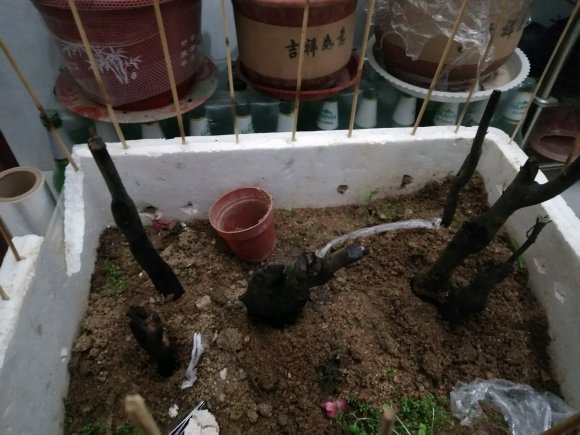 下山桩敷土缠 多久会发芽生根