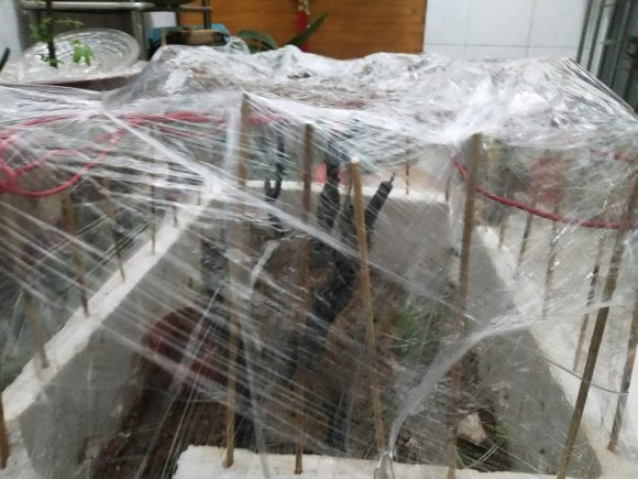 下山桩敷土缠 多久会发芽生根
