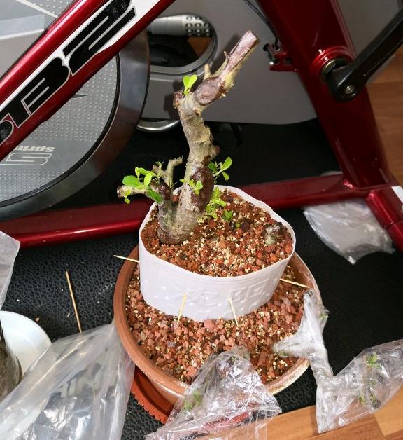 火棘下山桩发芽了 下一步需要怎么做