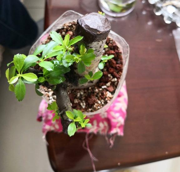 火棘下山桩发芽了 下一步需要怎么做