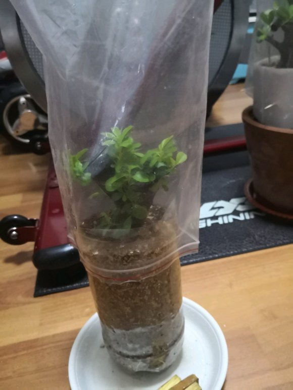 火棘下山桩发芽了 下一步需要怎么做