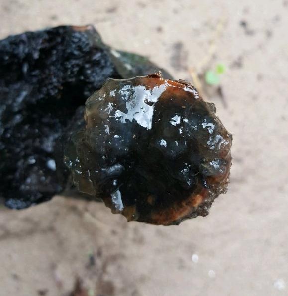 金弹子下山桩不发芽反而流液体