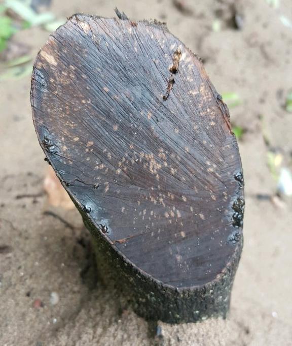 金弹子下山桩不发芽反而流液体