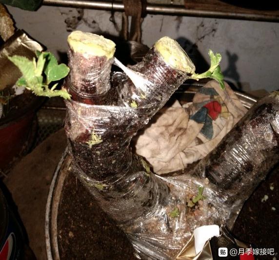 金樱子下山桩发芽了