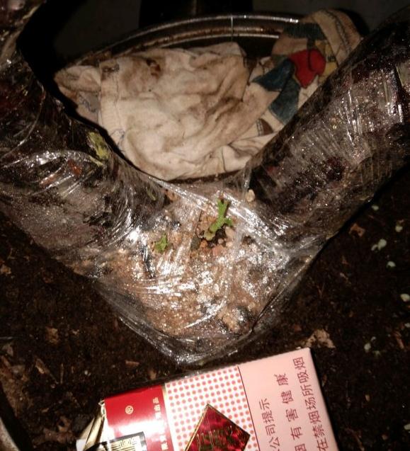 金樱子下山桩发芽了 去年嫁接的