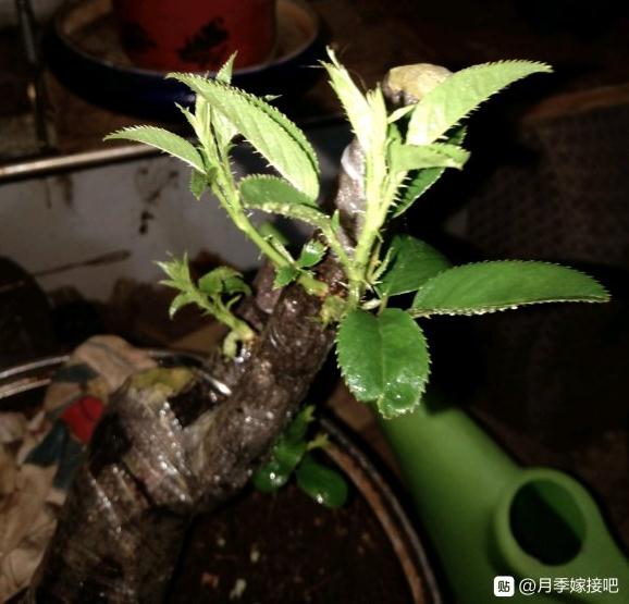 金樱子下山桩发芽了 去年嫁接的