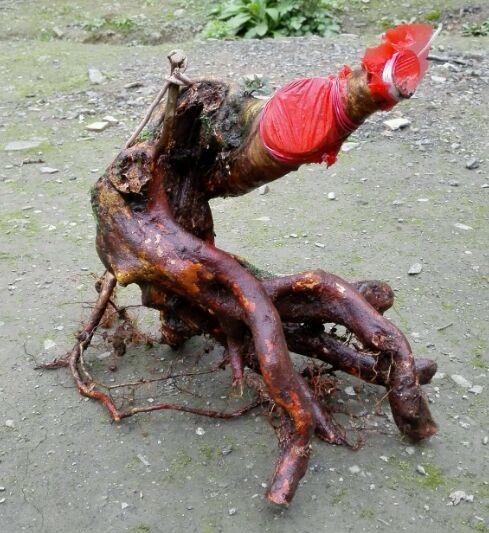 映山红下山桩怎么才能活