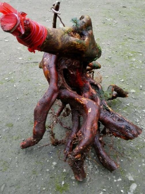 映山红下山桩怎么才能活