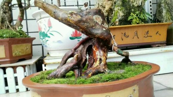 映山红下山桩怎么才能活 多久发芽