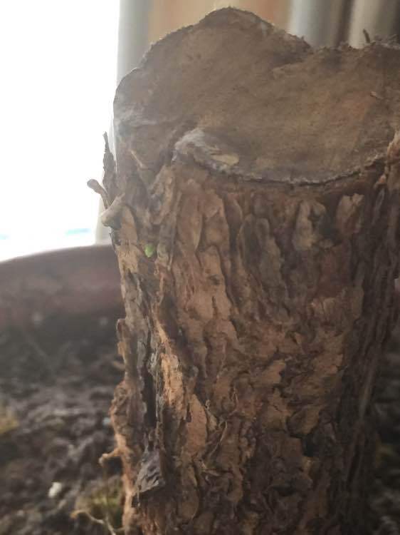 枸杞下山桩大桩发芽了