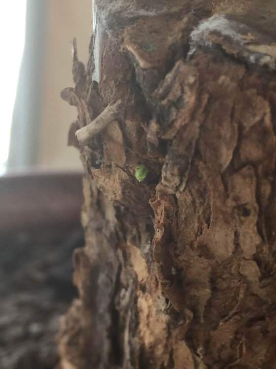 枸杞下山桩大桩发芽了