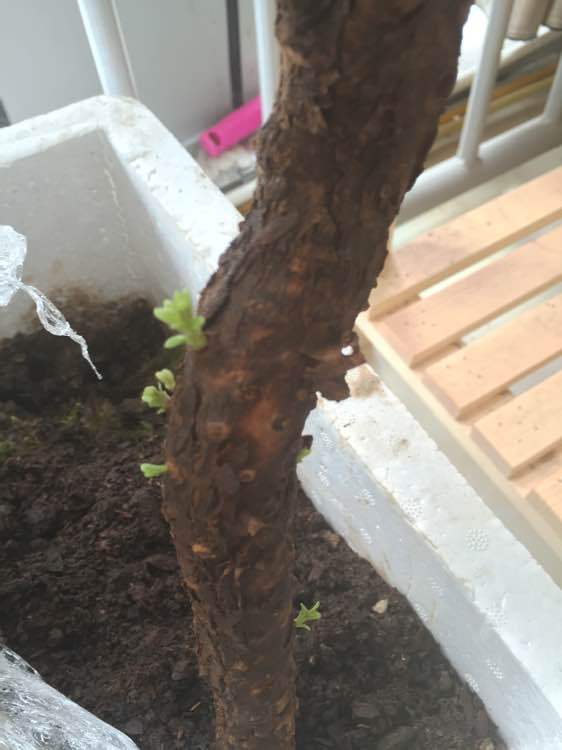 枸杞下山桩大桩发芽了