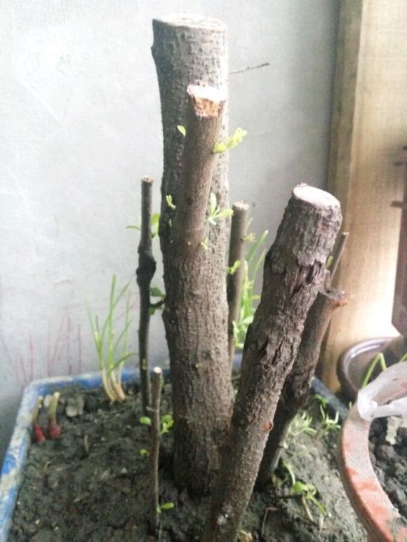 火棘下山桩大量发芽了