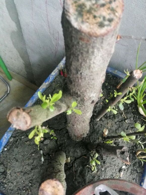 火棘下山桩大量发芽了