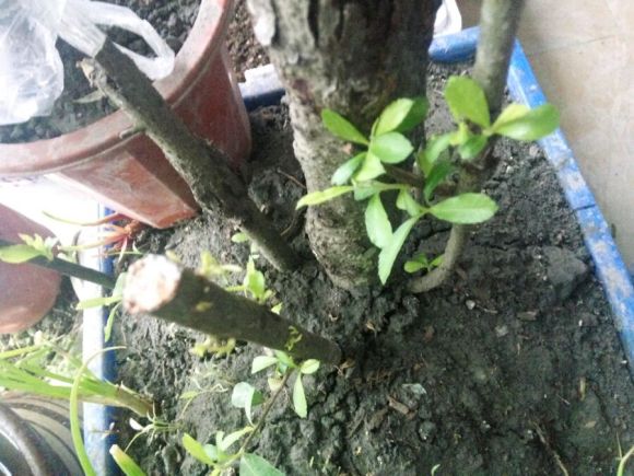 火棘下山桩大量发芽了