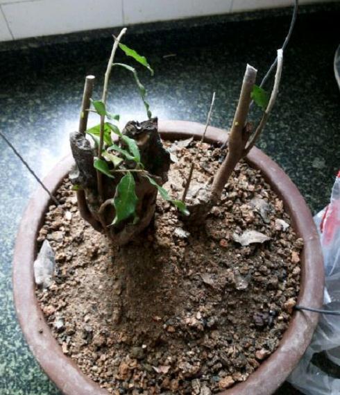 金弹子下山桩才发芽 今年会挂果吗