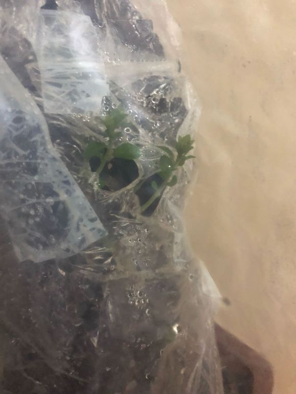 金弹子下山桩熟桩老枝不发芽