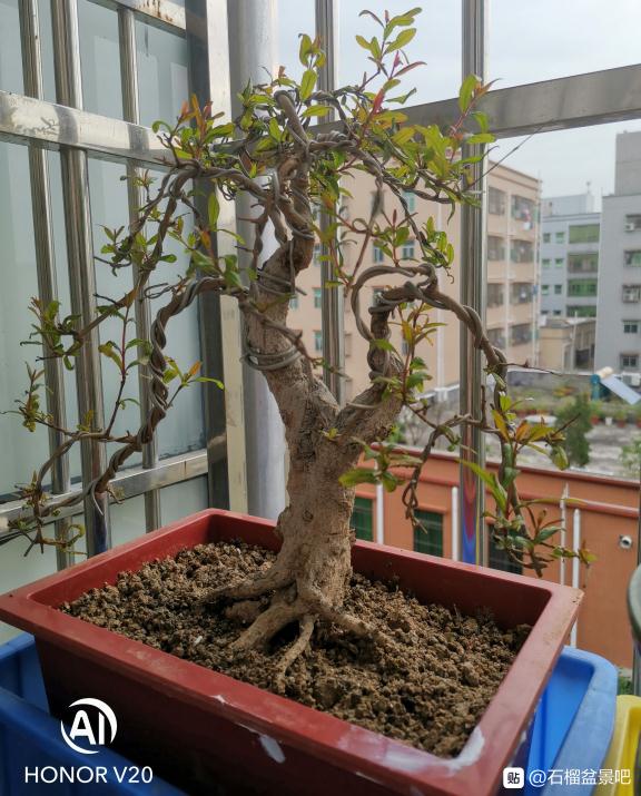 石榴下山桩生桩发芽了