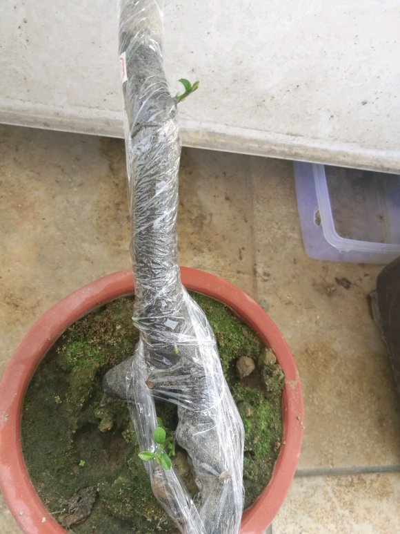 金弹子下山桩有六个发芽