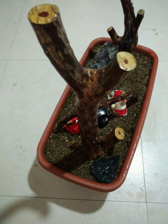 雀梅粗杆下山桩生桩多久能发芽