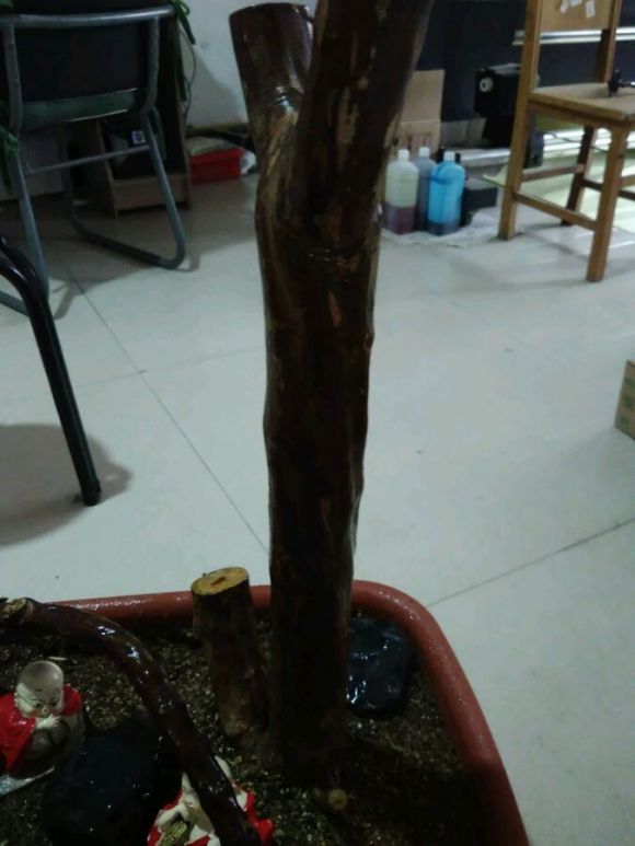 雀梅粗杆下山桩生桩多久能发芽