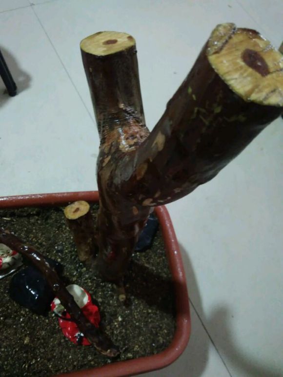 雀梅粗杆下山桩生桩多久能发芽