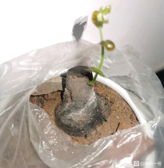 金弹子下山桩生桩都发芽了