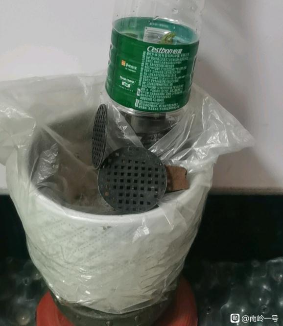 金弹子下山桩生桩都发芽了